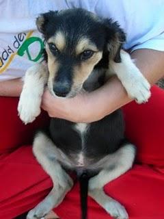 Dos cachorros dejados en una casa medio derumbada son demasiados pequeños para estar solitos ayuda (Sevilla)