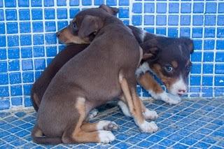 CAMADA DE GALGOS DE 2 MESES EN PELIGRO - LORCA (MURCIA)