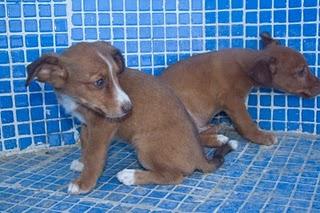 CAMADA DE GALGOS DE 2 MESES EN PELIGRO - LORCA (MURCIA)