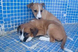 CAMADA DE GALGOS DE 2 MESES EN PELIGRO - LORCA (MURCIA)