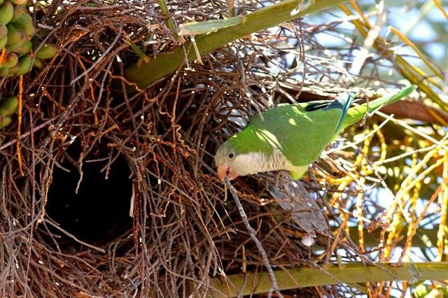 COTORRA ARGENTINA-MYOPSITTA MONACHUS-MONK PARAKEET