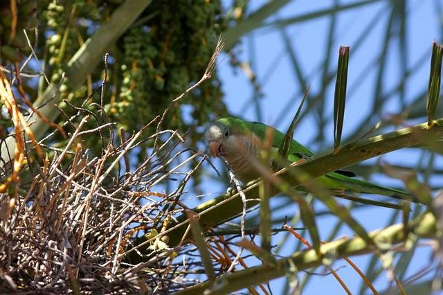COTORRA ARGENTINA-MYOPSITTA MONACHUS-MONK PARAKEET
