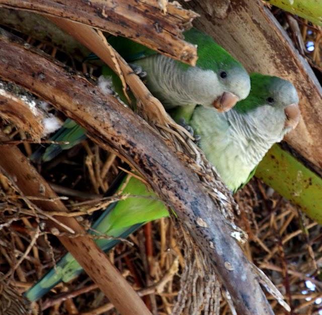 COTORRA ARGENTINA-MYOPSITTA MONACHUS-MONK PARAKEET