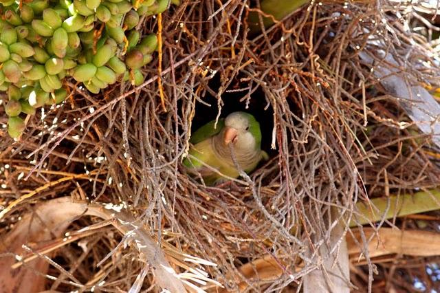 COTORRA ARGENTINA-MYOPSITTA MONACHUS-MONK PARAKEET