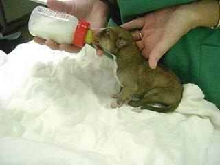 SEVILLA cachorros recién nacidos galgos o cruces de galgos recogidos con hipotermia y agotados de llorar ¡ACOGIDA URGENTE!