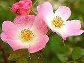 Aceite rosa mosqueta