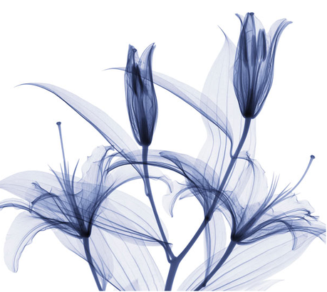 Hugh Turvey – Fotografías de flores hechas con rayos X