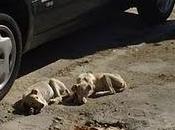 INCREÍBLE SEVILLA!!! otros cachorros cruces galgos meses solitos calle esqueléticos ¡ACOGIDA URGENTE!