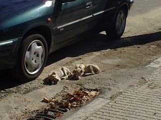INCREÍBLE EN SEVILLA!!! otros 3 cachorros de cruces de galgos 3 meses solitos en la calle y esqueléticos ¡ACOGIDA URGENTE!
