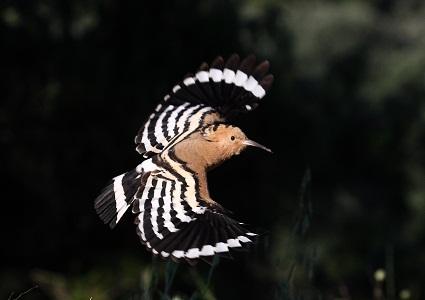 Calendario natural - Noviembre