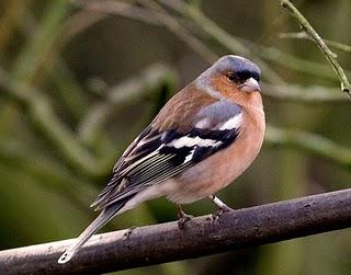 Análisis Evolutivo. La Naturaleza de la Selección Natural. Parte I