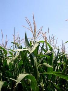 Guerra de cifras en el cultivo de maíz Bt: bio-ecologistas ¿despistados?