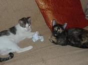 Gatitos adopción, muchos meses esperando hogar