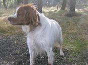 Seniors caza perrera Burgos