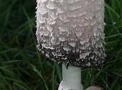 Nuevo golpe recolectores ilegales setas provincia Huesca