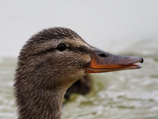 ANADE REAL O AZULÓN-ANAS PLATYRHYNCHOS-MALLARD