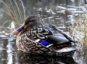 Anade real azulón-anas platyrhynchos-mallard