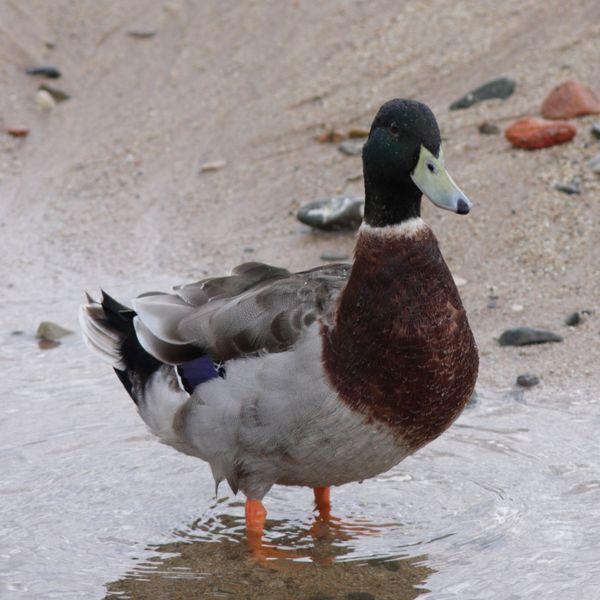 ANADE REAL O AZULÓN-ANAS PLATYRHYNCHOS-MALLARD