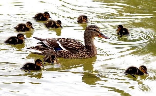 ANADE REAL O AZULÓN-ANAS PLATYRHYNCHOS-MALLARD