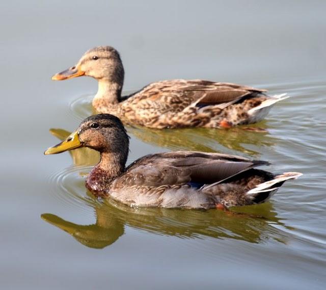 ANADE REAL O AZULÓN-ANAS PLATYRHYNCHOS-MALLARD