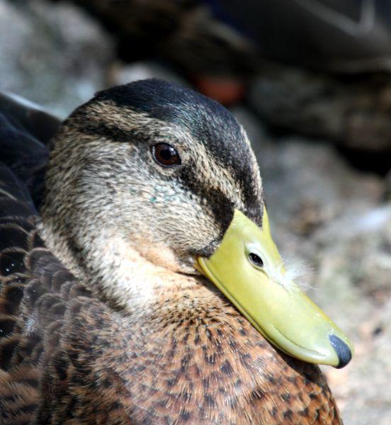 ANADE REAL O AZULÓN-ANAS PLATYRHYNCHOS-MALLARD