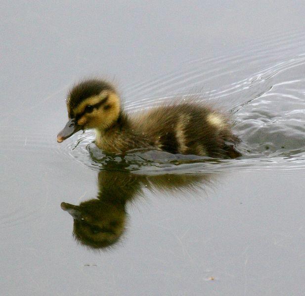 ANADE REAL O AZULÓN-ANAS PLATYRHYNCHOS-MALLARD