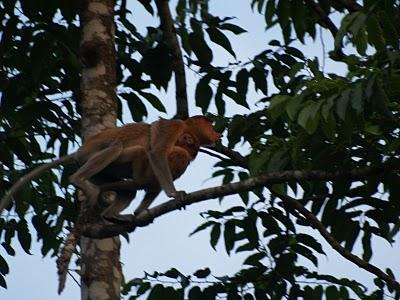 Sungai Kinabatangan, el regalo de Malasia a la Tierra