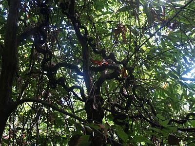 Sungai Kinabatangan, el regalo de Malasia a la Tierra