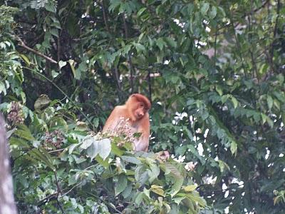 Sungai Kinabatangan, el regalo de Malasia a la Tierra