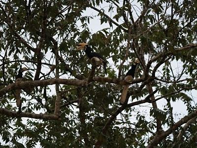 Sungai Kinabatangan, el regalo de Malasia a la Tierra