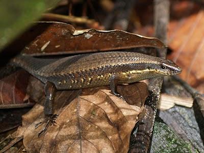 Sungai Kinabatangan, el regalo de Malasia a la Tierra