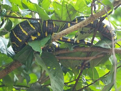 Sungai Kinabatangan, el regalo de Malasia a la Tierra