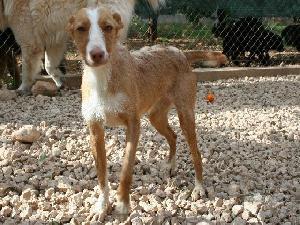 CATALUÑA-MILA, podenquita preciosa de dos añitos busca un hogar.