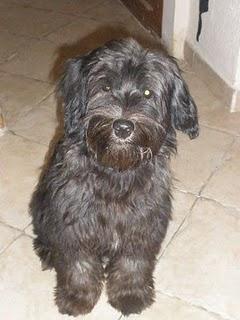 VALENCIA-NANA. cachorra peludina de pelo negro, alrededor de un año BUSCA HOGAR