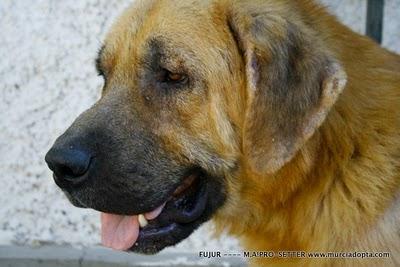 FUJUR, MALTRATADO, ENFERMO Y ABANDONADO, SOLO EN LA CALLE. MURCIA