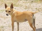 Perdida!! chispa, años.x chihuahua-caniche marron. almeria