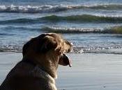 viajamos fuera España nuestro perro