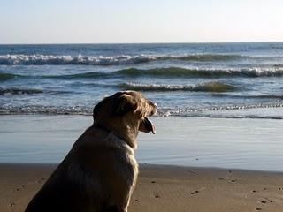 Si viajamos fuera de España con nuestro perro