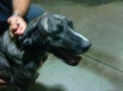 Novedades Pili mastina medio degollada)