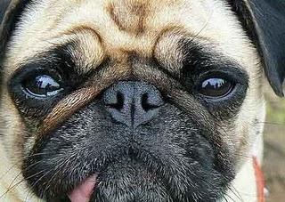 Todo sobre el perro de empresa