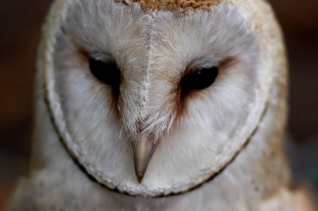 LA MIRADA DE UNA RAPAZ-THE LOOK BIRD OF PREY LA MIRADA DE UNA RAPAZ-THE LOOK BIRD OF PREY