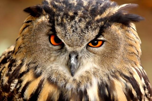 LA MIRADA DE UNA RAPAZ-THE LOOK BIRD OF PREY LA MIRADA DE UNA RAPAZ-THE LOOK BIRD OF PREY