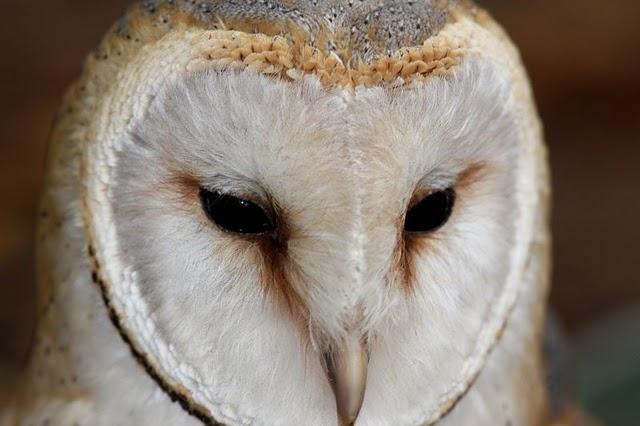 LA MIRADA DE UNA RAPAZ-THE LOOK BIRD OF PREY LA MIRADA DE UNA RAPAZ-THE LOOK BIRD OF PREY