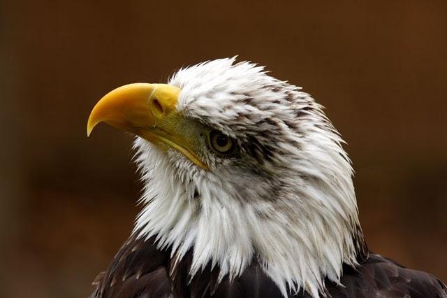 LA MIRADA DE UNA RAPAZ-THE LOOK BIRD OF PREY LA MIRADA DE UNA RAPAZ-THE LOOK BIRD OF PREY
