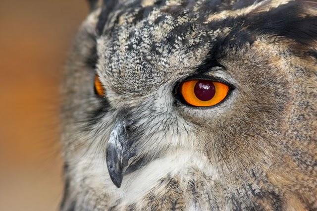 LA MIRADA DE UNA RAPAZ-THE LOOK BIRD OF PREY LA MIRADA DE UNA RAPAZ-THE LOOK BIRD OF PREY