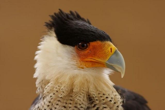 LA MIRADA DE UNA RAPAZ-THE LOOK BIRD OF PREY LA MIRADA DE UNA RAPAZ-THE LOOK BIRD OF PREY