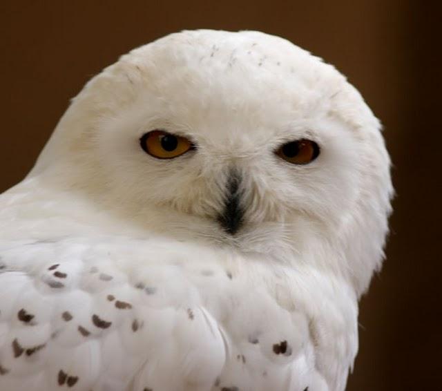 LA MIRADA DE UNA RAPAZ-THE LOOK BIRD OF PREY LA MIRADA DE UNA RAPAZ-THE LOOK BIRD OF PREY