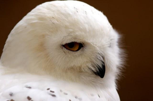 LA MIRADA DE UNA RAPAZ-THE LOOK BIRD OF PREY LA MIRADA DE UNA RAPAZ-THE LOOK BIRD OF PREY