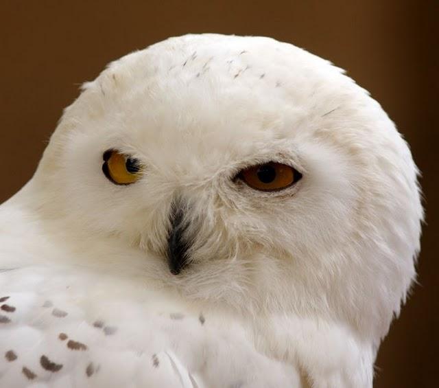 LA MIRADA DE UNA RAPAZ-THE LOOK BIRD OF PREY