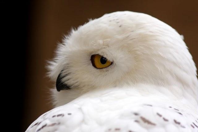 LA MIRADA DE UNA RAPAZ-THE LOOK BIRD OF PREY LA MIRADA DE UNA RAPAZ-THE LOOK BIRD OF PREY